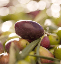 olives-blog